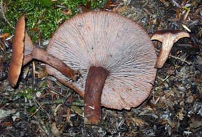 the close gills are darker in age and the latex is very watery and not as thick and white as others in the genus. Lactarius subserifluus.